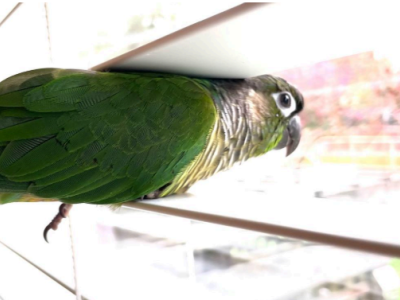Annie's Test Post
